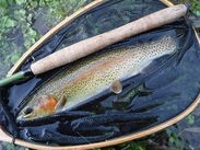 Rainbow trout on tenkara rod