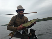 Musky caught on tenkara rod