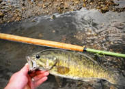 Smallmouth bass on tenkara rod